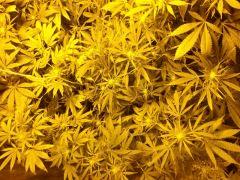 DSCF1311