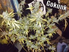 DSCF2130