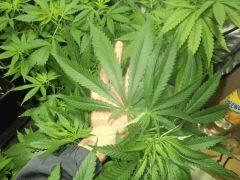 DSCF0554
