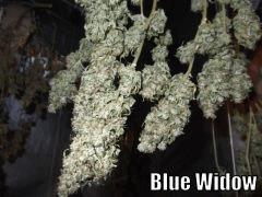 DSCF2284