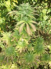 DSCF1110