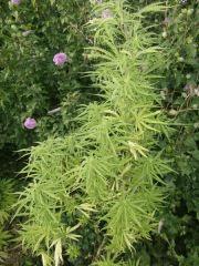 DSCF0886