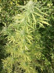DSCF1112