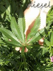 DSCF0550