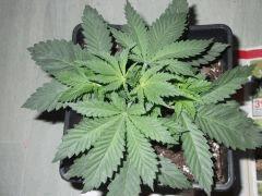 DSCF0229