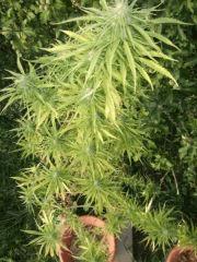 DSCF1074