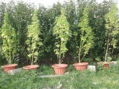 DSCF0888