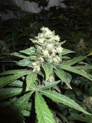 DSCF0175