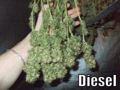 DSCF2299