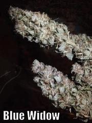 DSCF2309