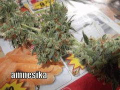DSCF0355