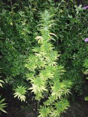 DSCF0961