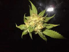 DSCF1864