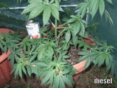 DSCF0445