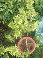 DSCF1041