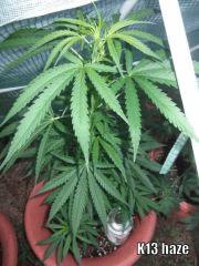DSCF0441