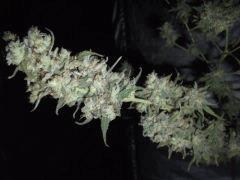 DSCF2307