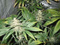 DSCF0176