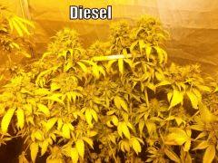 DSCF2153