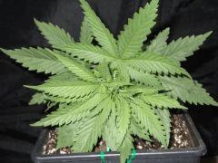 DSCF0228