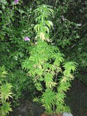 DSCF0963