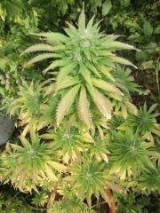 DSCF1067