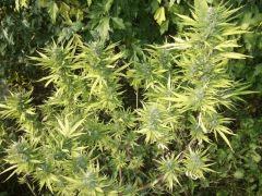 DSCF1071
