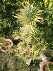 DSCF1118