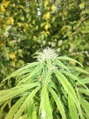 DSCF1122