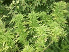 DSCF0869