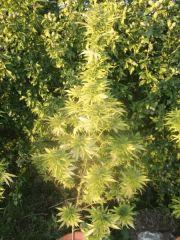 DSCF1037
