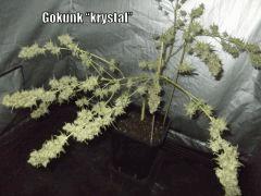 DSCF2281