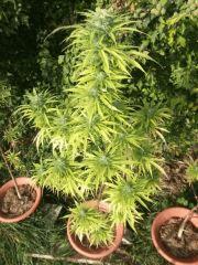 DSCF1116