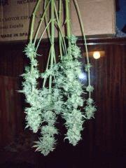 DSCF0270