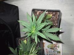 DSCF0232