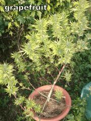 DSCF1068