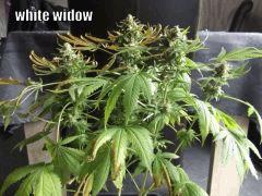 DSCF0256