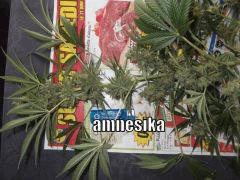 DSCF0346