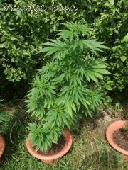 DSCF0540