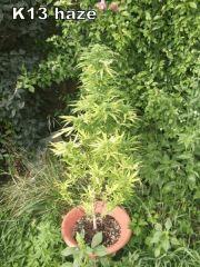DSCF0857