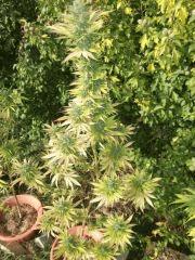 DSCF1117