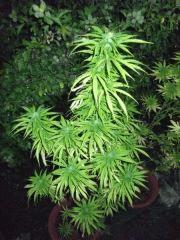 DSCF0960