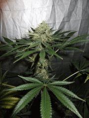 DSCF0182