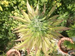 DSCF1119