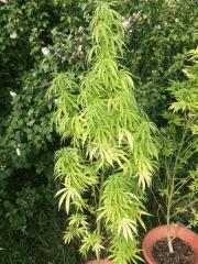 DSCF0879