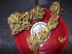 DSCF1291