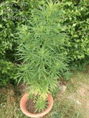 DSCF0542