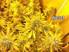 DSCF2056