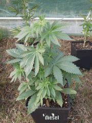 DSCF0285