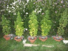 DSCF0757